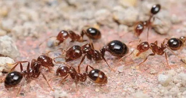 科学认识红火蚁